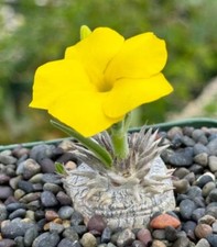  Pachypodium Brevicaule X Densiflorum  Succulent Cactus Live Rare Plant 