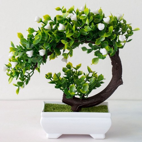 Fuchsia bonsai small tree pot - fuchsia,