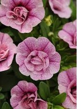 3  X  PINK    DOUBLE FLOWERED