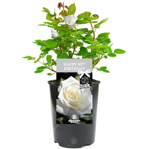 Happy birthday gift special - happy,