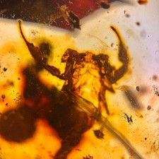 SCORPION in Burmese / Burmite