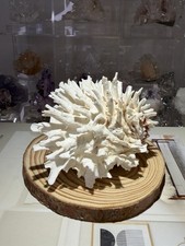 Spondylus Shell Decorative