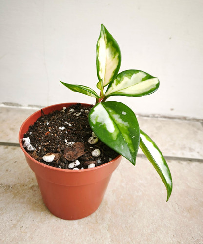 Hoya carnosa krimson - hoya, princess