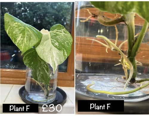 Monstera albo variegated - albo,