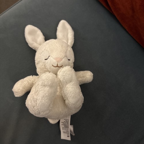 Bunny rabbit sleeping - rabbit,