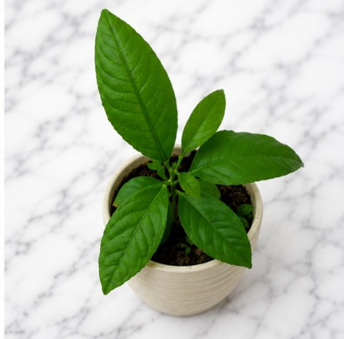 Lemon tree citrus live - lemon,