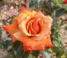 REMEMBER ME - Fragrant Orange