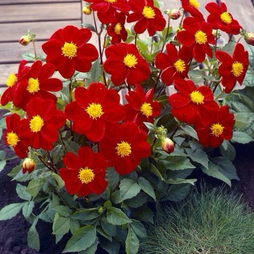 Dahlia mignon red bulbs - mignon,