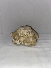 Dry Coral Reef Rock Saltwater