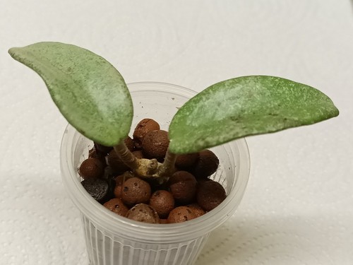 Hoya carnosa grey - carnosa,