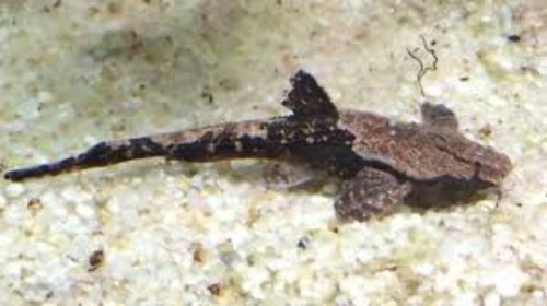 Pack banjo catfish - catfish, inch
