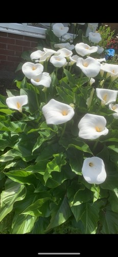 Arum lily better known cala - arum,