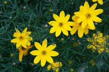 Coreopsis verticillata Zagreb