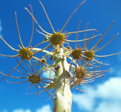 Dorstenia gypsophila rare - gypsophila,