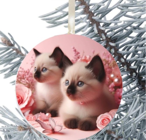 Ragdoll cat kitten - ragdoll, hanging