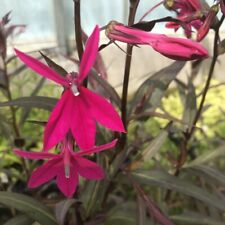 Lobelia Russian Princess