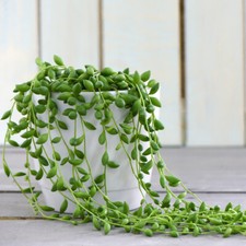 T&M String of Teardrops