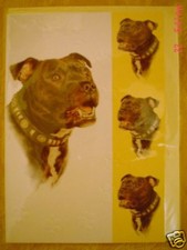 Lovely Staffordshire Bull