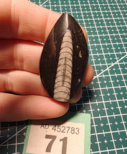 Polished Orthoceras Nautiloid