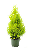 9cm pot Cupressus Wilma/Goldcrest Lemon scented Cyprus, container, pot, garden