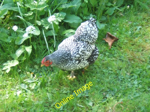Photo 12x8 hen - hen, i