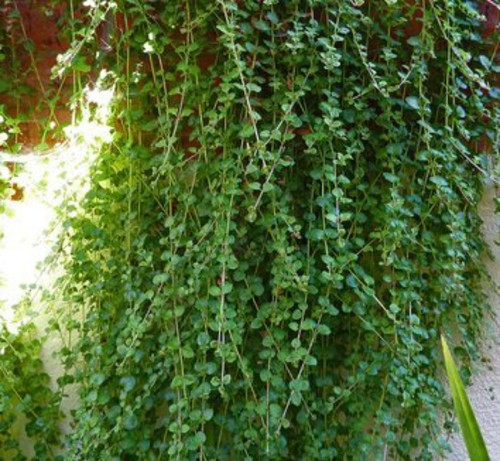 Indian mint satureia douglasii - indian,