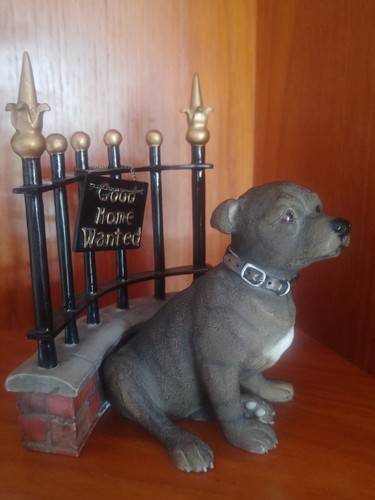 Staffordshire bull terrier dog - bull,