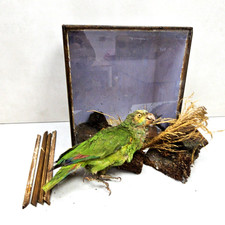 Antique 19th century taxidermy - antique,