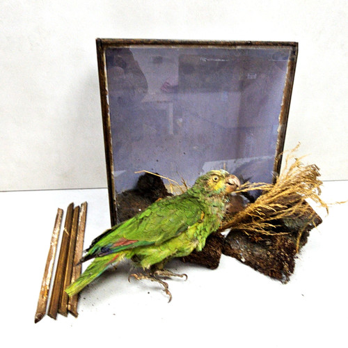 Antique 19th century taxidermy - 19th,