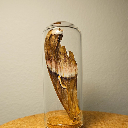 Preserved moth wing - wing, specimen