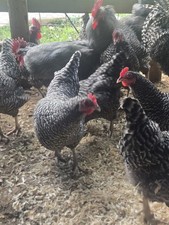 Barred Rock Hatching  Eggs-12