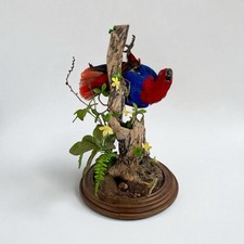 Taxidermy Bird Electus Parrot