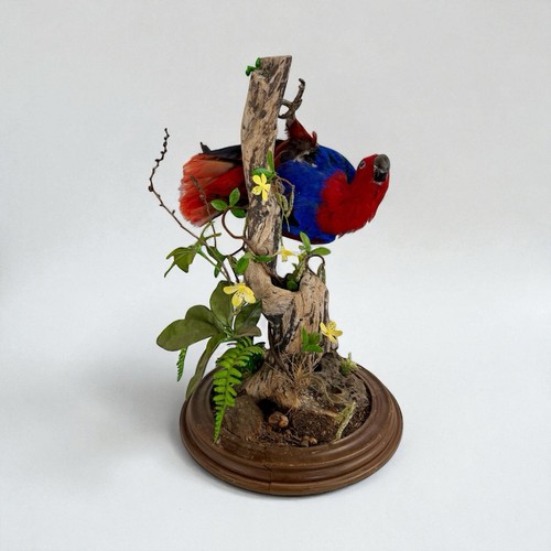 Taxidermy bird electus parrot - taxidermy,