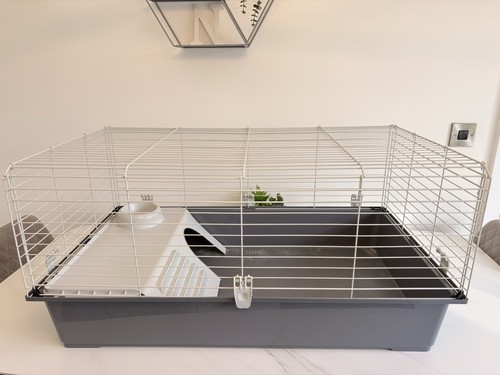 Indoor guinea pig - guinea,