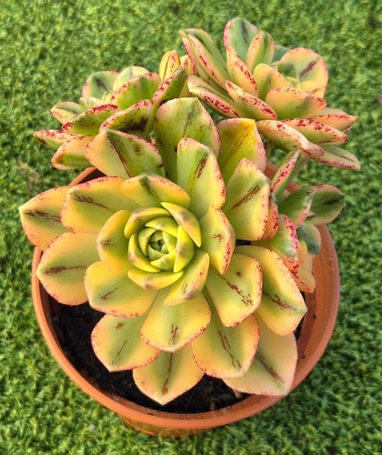 Aeonium sweet tea - 'sweet,