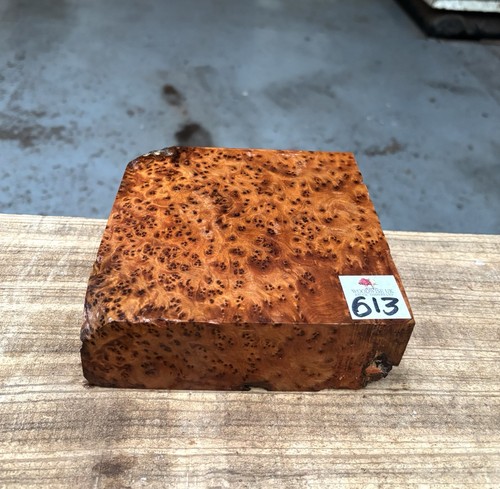 Thuya burr 6 x - thuya,