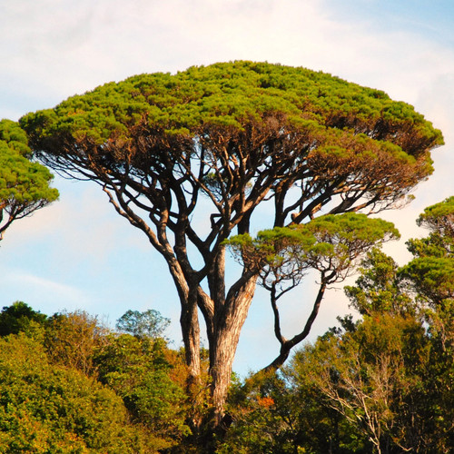 Stone pine tree seeds for - stone,