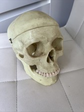 Human skull resin - human, medical