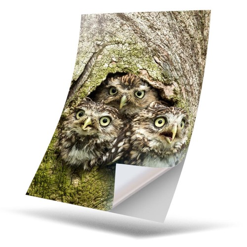 Vinyl sticker owl - 1,