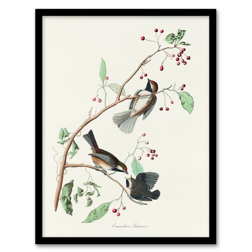 John james audubon framed wall - james,