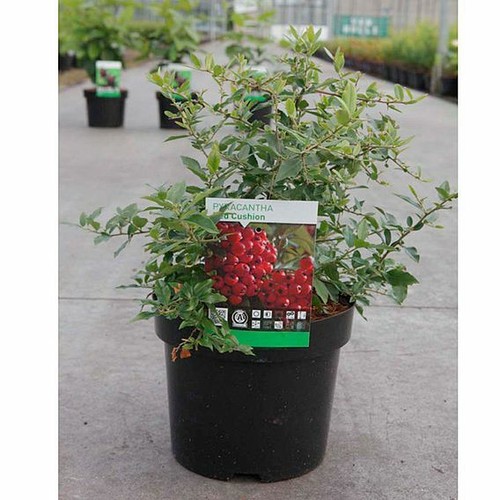 Pyracantha red column potted - pyracantha,