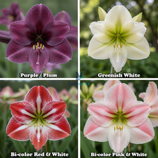 Amaryllis Lily Holland Multi