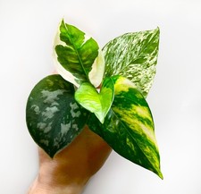 Variegated Pothos | VALENTINES