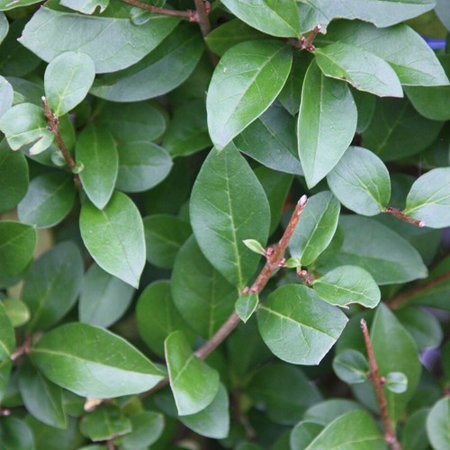 Stick insect food plants - stick,