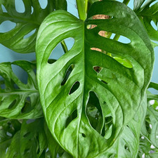 Rooted Monstera Adansonii