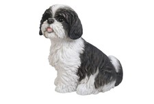 Shih Tzu Dog Black Sitting