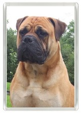 BULLMASTIFF LOVELY DOG HEAD