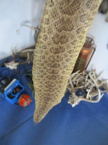 Rattlesnake skin prairie - rattlesnake,