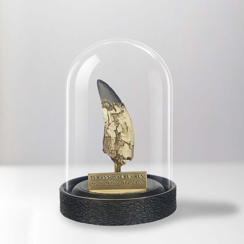 Tyrannosaurus rex fossil - tyrannosaurus,