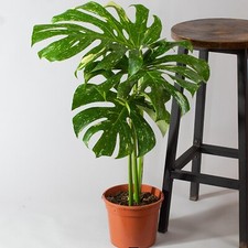 Established Monstera Thai Constellation Cutting | Cheese Plant | 3 Litre Pot